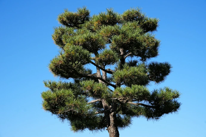 A single pine tree against a clear blue sky.