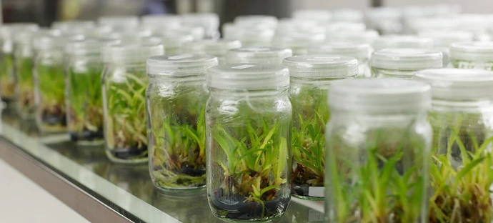 Tissue Culture Samples