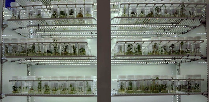 Tissue Culture Storage